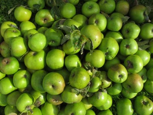 apple harvest Aboyne